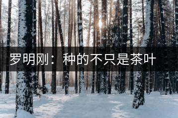 羅明剛：種的不只是茶葉是責(zé)任