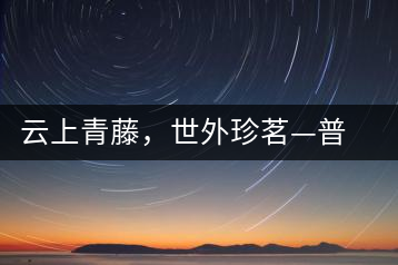 云上青藤，世外珍茗—普秀百年藤條茶即將上市