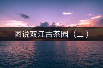 圖說(shuō)雙江古茶園（二 ）