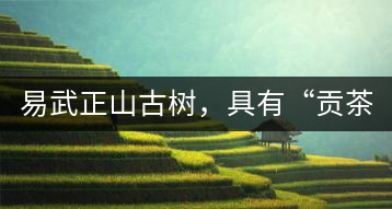 易武正山古樹，具有“貢茶范”
