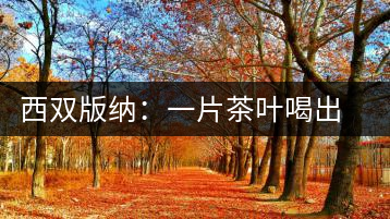 西雙版納：一片茶葉喝出億元產(chǎn)業(yè)