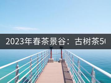 2023年春茶景谷：古樹(shù)茶500-600元／公斤，紫芽茶300-480元／公斤，白芽茶1200-2000元／公斤。