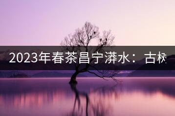 2023年春茶昌寧漭水：古樹(shù)混采純料480-600元／公斤，大樹(shù)360-420元／公斤，臺(tái)地260-300元／公斤，古樹(shù)單株均價(jià)880-1200元／公斤。
