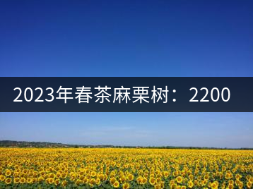 2023年春茶麻栗樹：2200-2400元／公斤