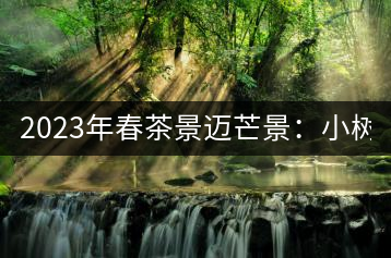 2023年春茶景邁芒景：小樹200元／公斤，古樹：600-800元／公斤