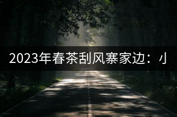 2023年春茶刮風(fēng)寨家邊：小樹400-500，古樹1000-1600元／公斤