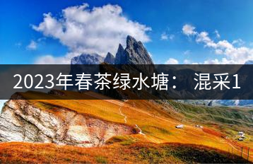 2023年春茶綠水塘： 混采11000-12000元／公斤，挑采14000元／公斤