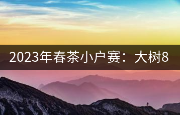 2023年春茶小戶賽：大樹800元／公斤，古樹1200-1300元／公斤