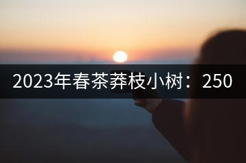 2023年春茶莽枝小樹(shù)：250元／公斤， 古樹(shù)：1000-1200元／公斤