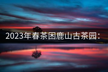 2023年春茶困鹿山古茶園：大樹(shù)8000-12000元／公斤，周邊小樹(shù)200-300元／公斤