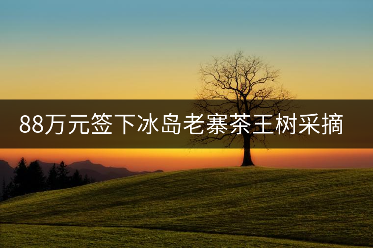 88萬元簽下冰島老寨茶王樹采摘權，誰說這是“競價交易”？