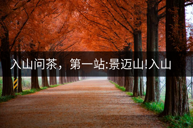 入山問(wèn)茶，第一站:景邁山!入山問(wèn)茶，第一站：景邁山！