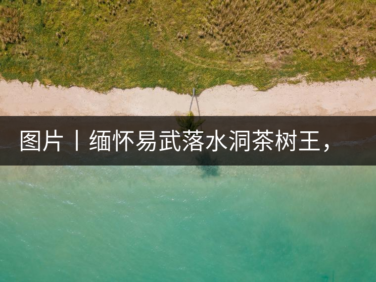 圖片丨緬懷易武落水洞茶樹王，犧牲前的樣貌圖片丨緬懷易武落水洞茶樹王，犧牲前的樣貌