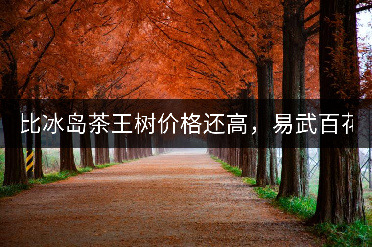 比冰島茶王樹價格還高，易武百花潭高桿古樹茶以100萬成...比冰島茶王樹價格還高，易武百花潭高桿古樹茶以100萬成交