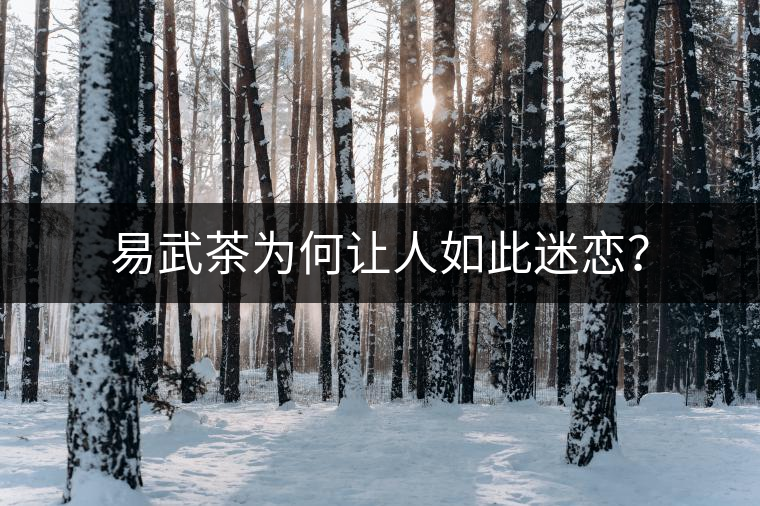 易武茶為何讓人如此迷戀？