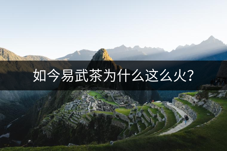 如今易武茶為什么這么火？