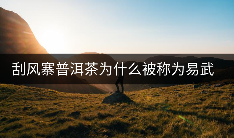 刮風寨普洱茶為什么被稱為易武茶王？