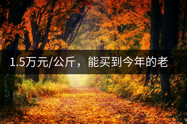 1.5萬元/公斤，能買到今年的老班章古樹茶嗎?1.5萬元/公斤，能買到今年的老班章古樹茶嗎？