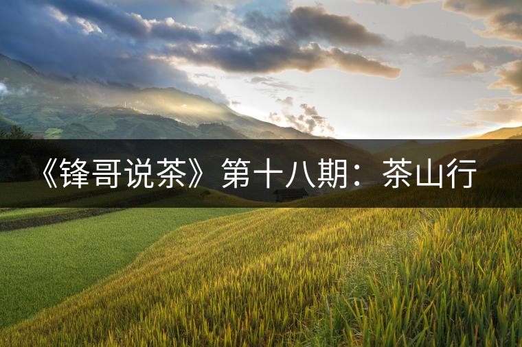 《鋒哥說(shuō)茶》第十八期:茶山行之賀開(kāi)古茶園 《鋒哥說(shuō)茶》第十八期:茶山行之賀開(kāi)古茶園