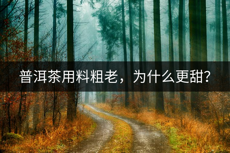 普洱茶用料粗老，為什么更甜？