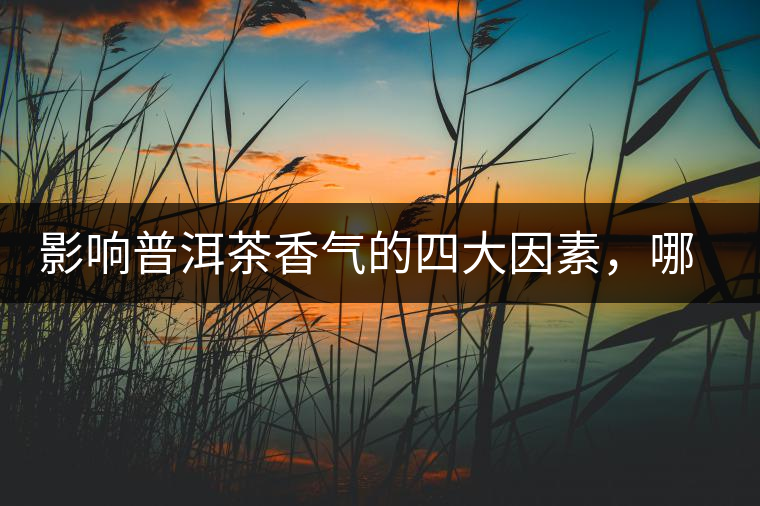 影響普洱茶香氣的四大因素，哪一個影響最大？