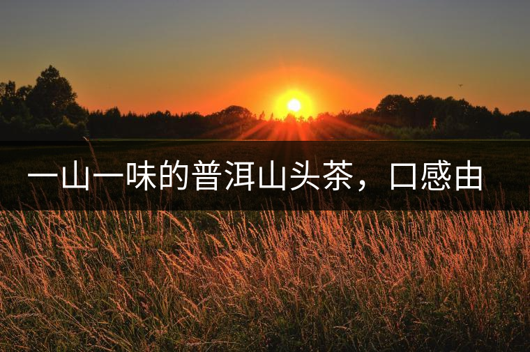 一山一味的普洱山頭茶，口感由這些因素決定