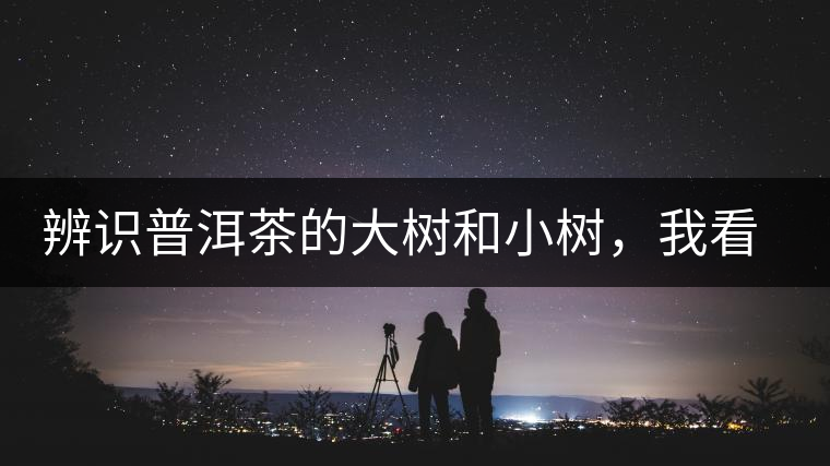 辨識普洱茶的大樹和小樹，我看這篇最靠譜