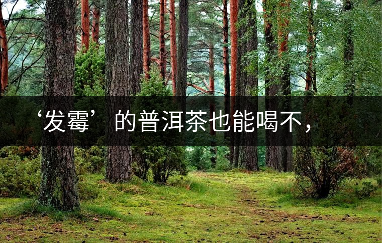 ‘發(fā)霉’的普洱茶也能喝不，看科學解釋