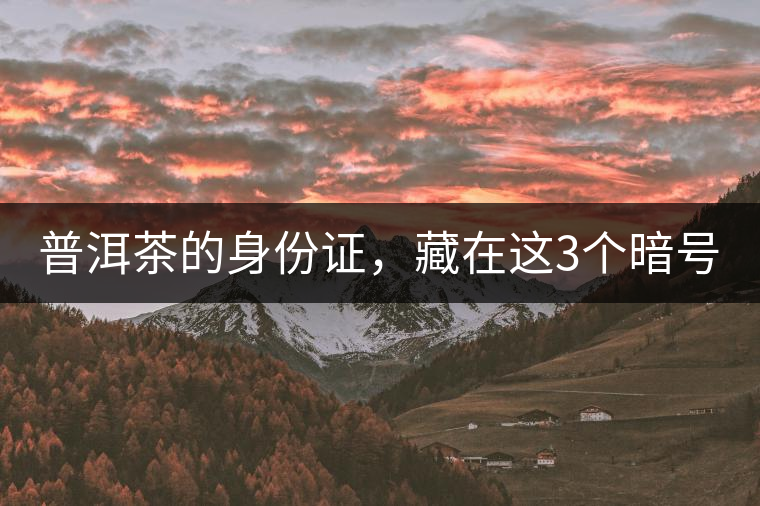 普洱茶的身份證，藏在這3個(gè)暗號(hào)中