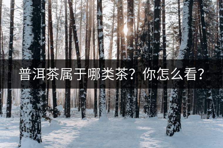 普洱茶屬于哪類茶？你怎么看？