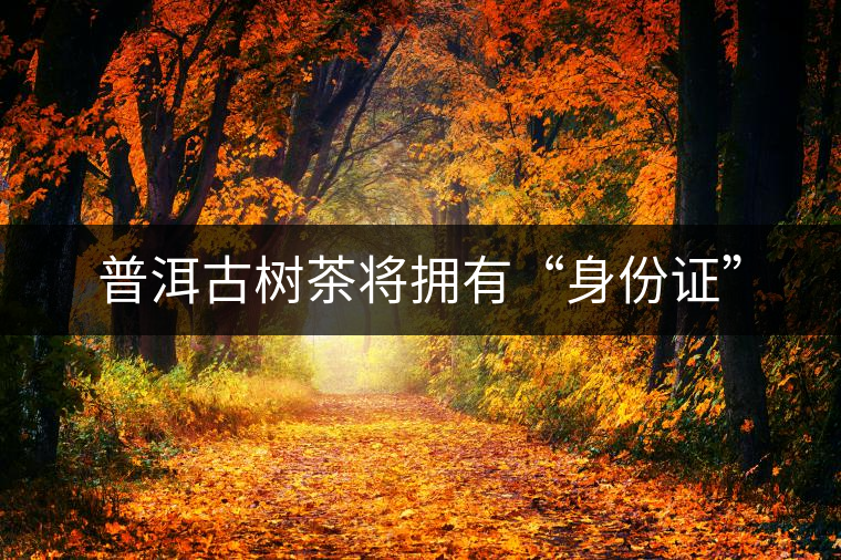 普洱古樹(shù)茶將擁有“身份證” 普洱古樹(shù)茶將擁有“身份證”
