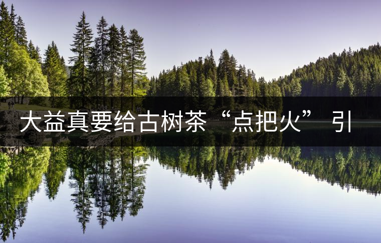 大益真要給古樹茶“點(diǎn)把火” 引火燒身？