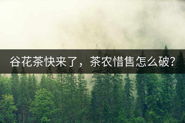 谷花茶快來了，茶農(nóng)惜售怎么破？