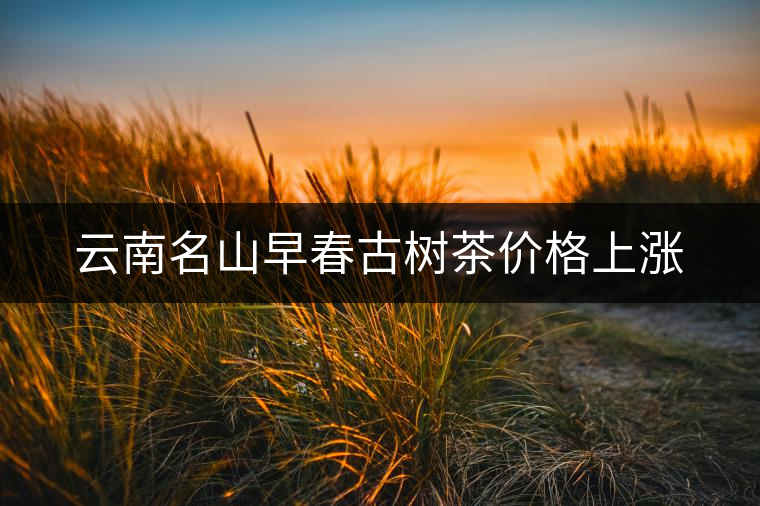 云南名山早春古樹茶價(jià)格上漲