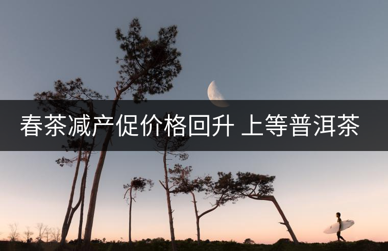 春茶減產(chǎn)促價格回升 上等普洱茶才越陳越好 春茶減產(chǎn)促價格回升 上等普洱茶才越陳越好