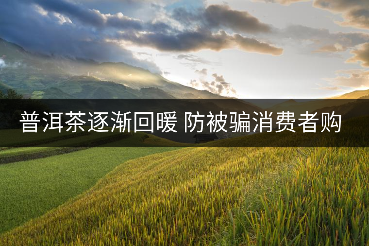 普洱茶逐漸回暖 防被騙消費(fèi)者購買需認(rèn)準(zhǔn)QS標(biāo)志 普洱茶逐漸回暖 防被騙消費(fèi)者購買需認(rèn)準(zhǔn)QS標(biāo)志