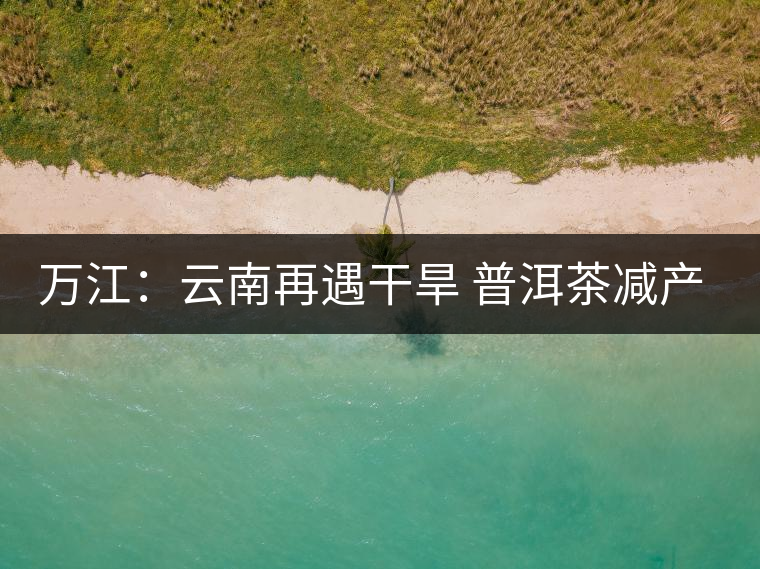 萬江:云南再遇干旱 普洱茶減產漲價 萬江:云南再遇干旱 普洱茶減產漲價