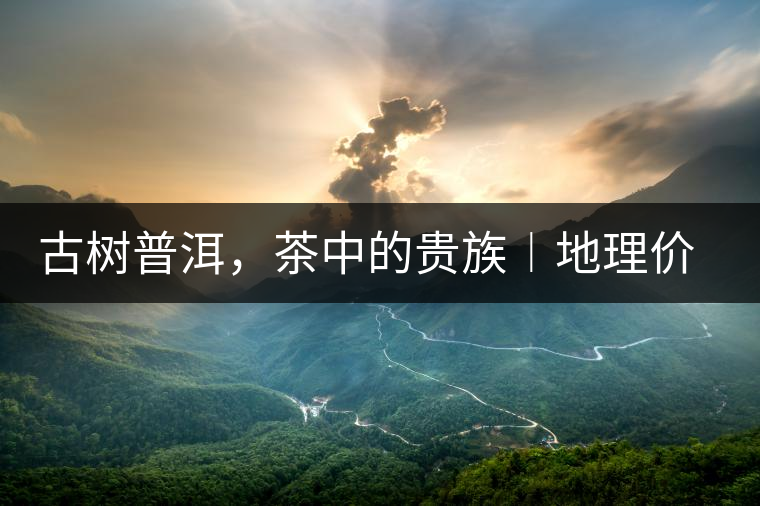 古樹普洱，茶中的貴族︱地理價(jià)值是普洱茶的最大資源優(yōu)勢