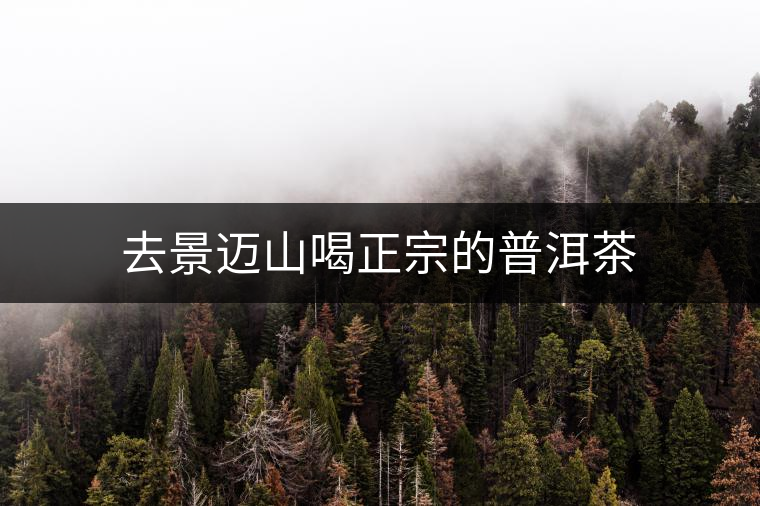 去景邁山喝正宗的普洱茶 去景邁山喝正宗的普洱茶