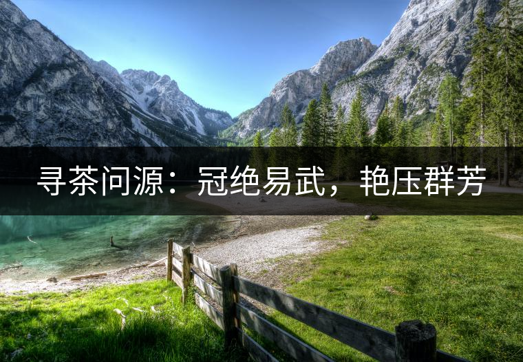 尋茶問源：冠絕易武，艷壓群芳