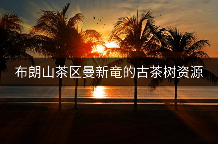 布朗山茶區(qū)曼新竜的古茶樹資源