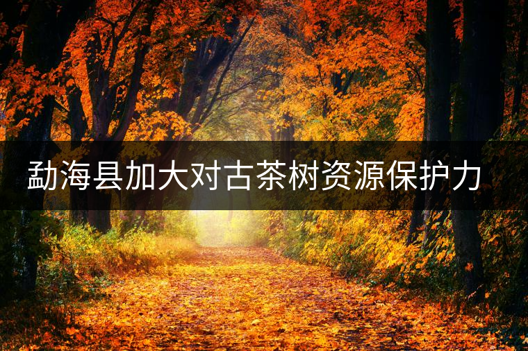 勐海縣加大對古茶樹資源保護力度