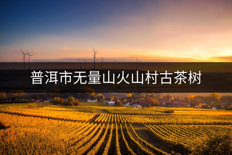 普洱市無量山火山村古茶樹 普洱市無量山火山村古茶樹
