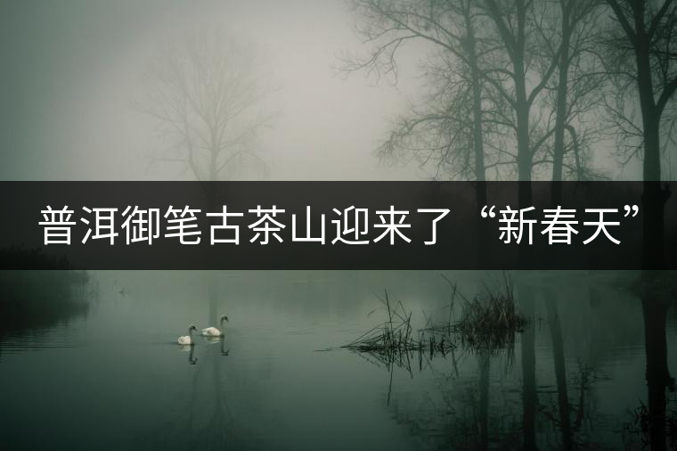 普洱御筆古茶山迎來(lái)了“新春天” 普洱御筆古茶山迎來(lái)了“新春天”