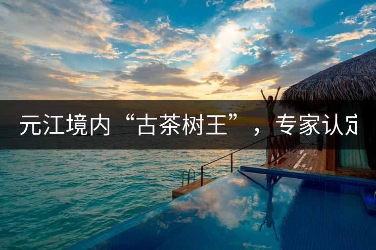 元江境內(nèi)“古茶樹王”，專家認(rèn)定樹齡在1500多年以上