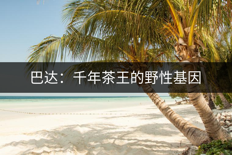 巴達(dá):千年茶王的野性基因 巴達(dá):千年茶王的野性基因