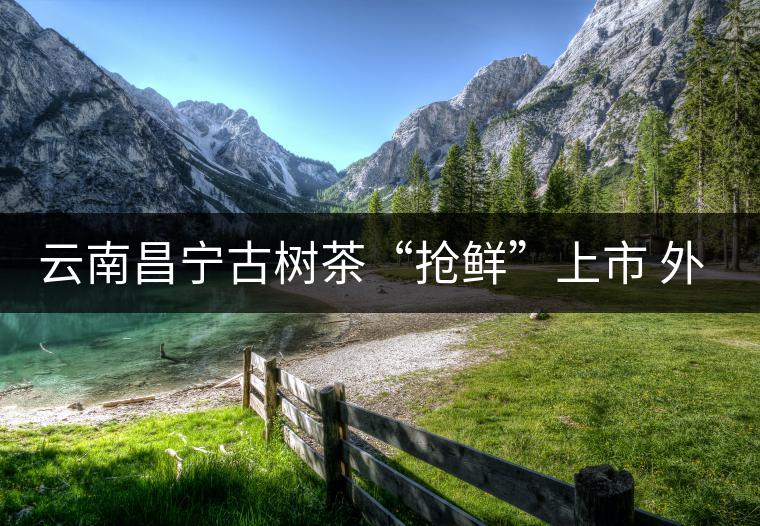 云南昌寧古樹茶“搶鮮”上市 外地茶商“聞香”而來(lái) 云南昌寧古樹茶“搶鮮”上市 外地茶商“聞香”而來(lái)