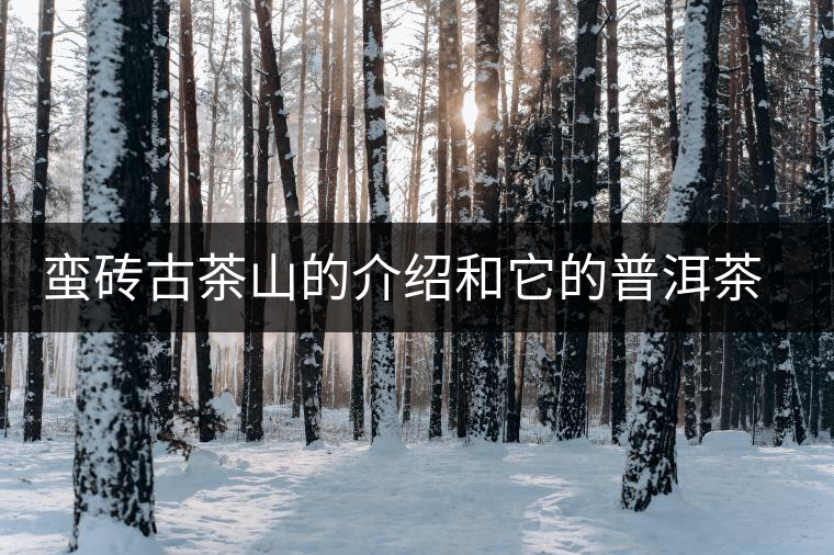 蠻磚古茶山的介紹和它的普洱茶特點 蠻磚古茶山的介紹和它的普洱茶特點