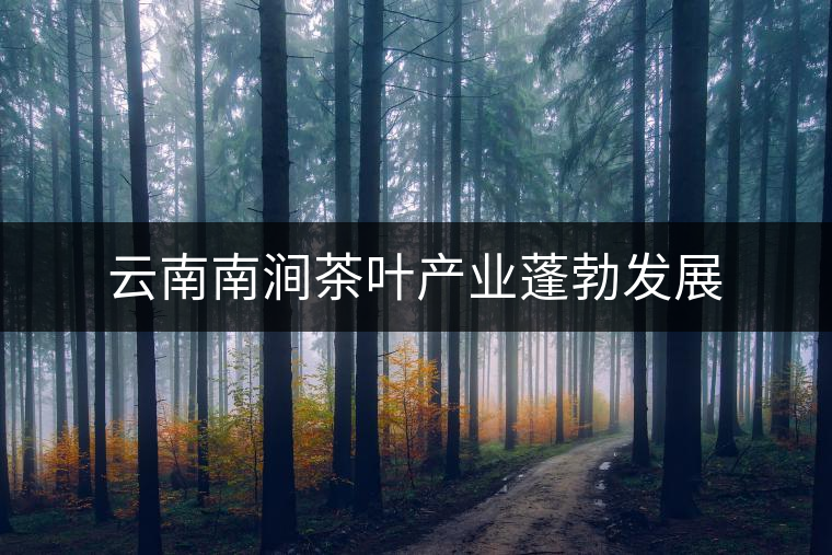 云南南澗茶葉產業(yè)蓬勃發(fā)展