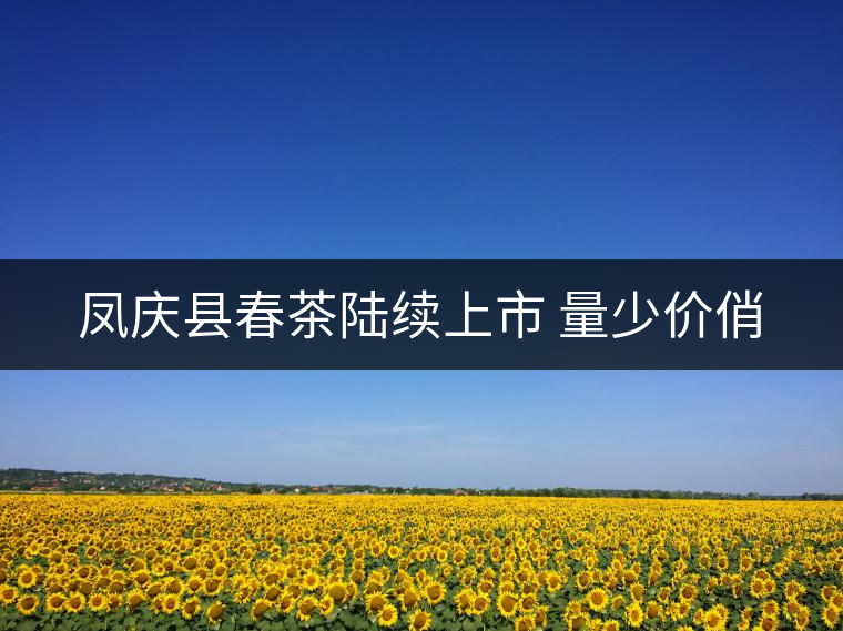 鳳慶縣春茶陸續(xù)上市 量少價俏 鳳慶縣春茶陸續(xù)上市 量少價俏
